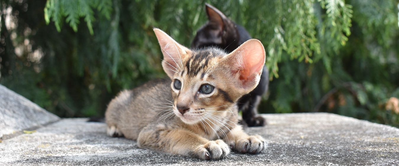 Two Oriental Shorthair kittens, one black and the other a ticked tabby, from the Cataristocrat cattery.