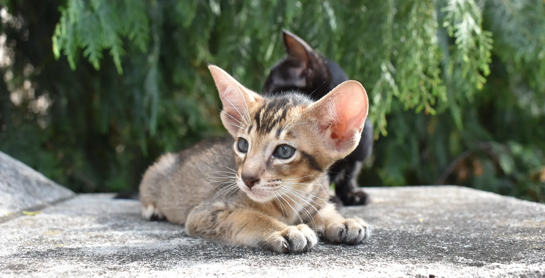 Two Oriental shorthair kittens black and ticked tabby are having rest