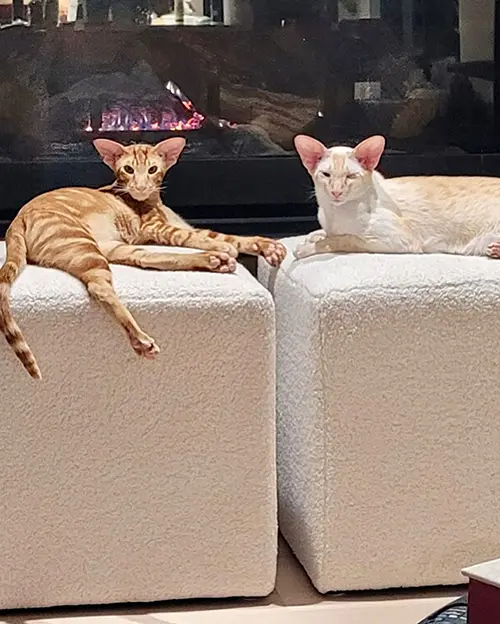 Two oriental shorthair kittens adopted from Cataristocrat Cattery resting on ottomans