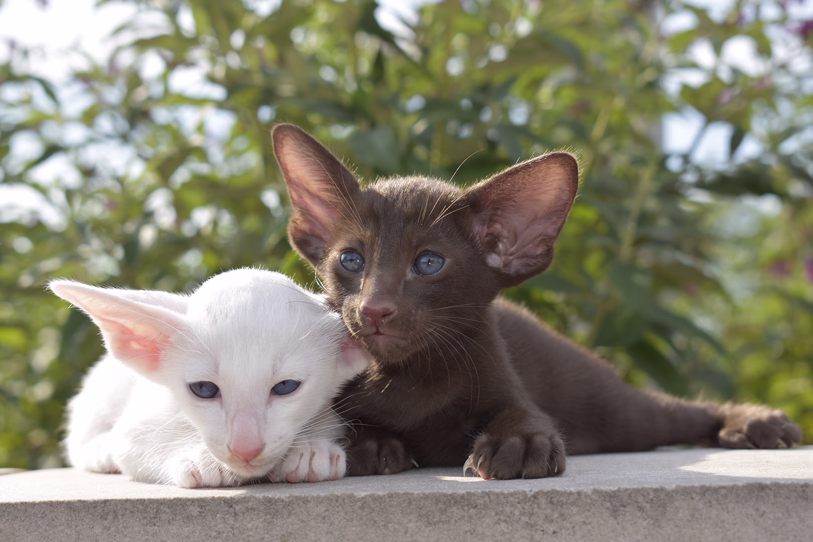 Two Oriental Shorthair kittens, one white and one brown, cuddling together outdoors on a sunny day