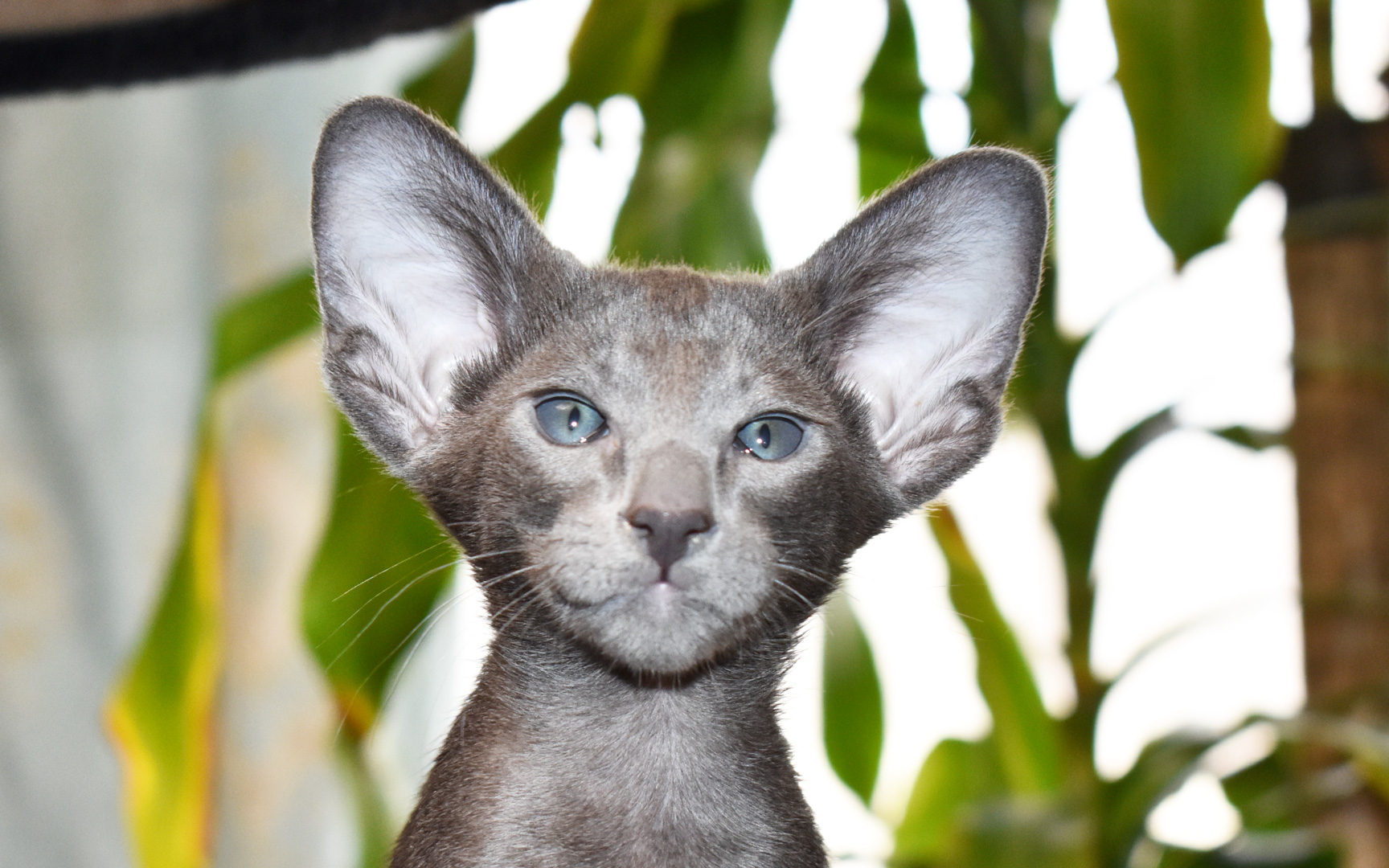 Blue Oriental Shorthair kitten ready for adoption