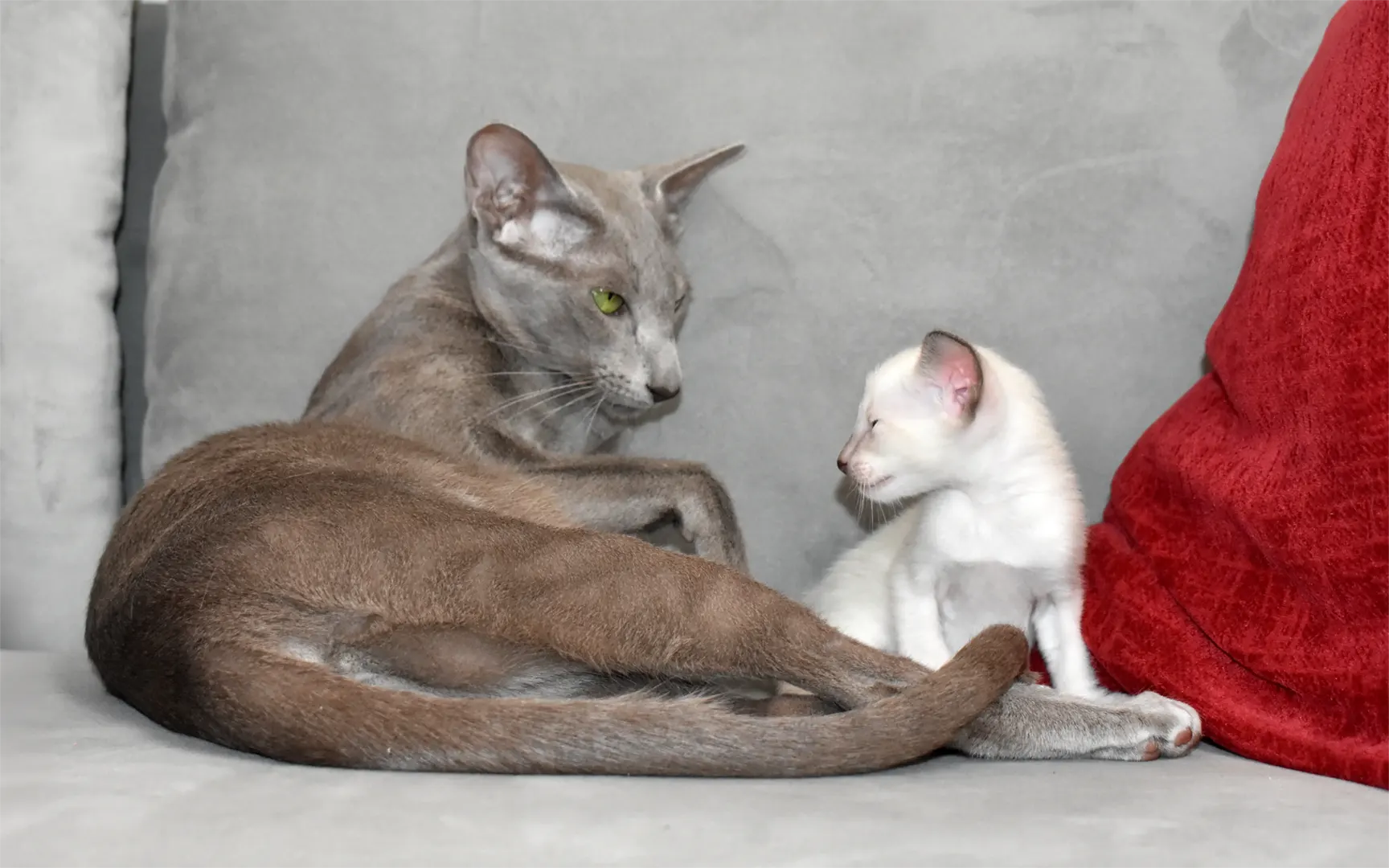 Oriental shorthair mother with her Siamese kitten