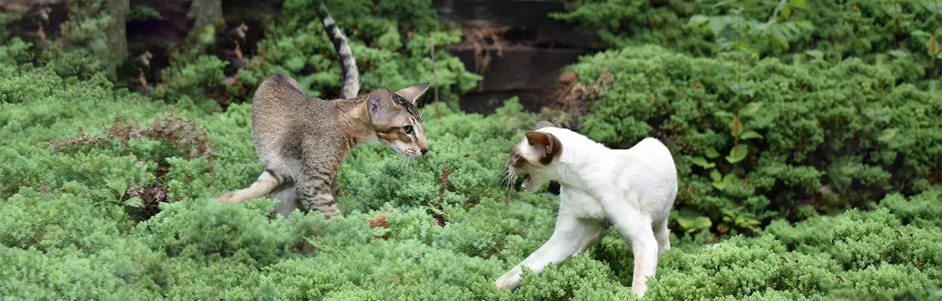 Oriental shorthair and Siamese kittens from Cataristocrat cattery playing in the grass outside