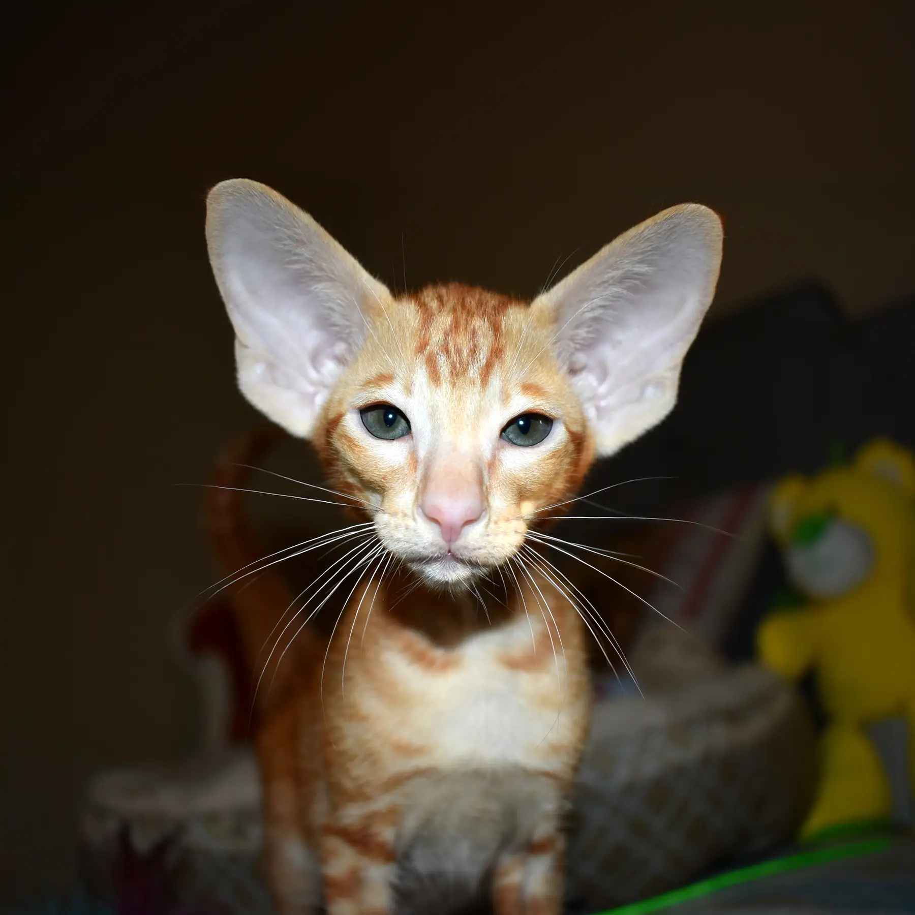 Oriental Shorthair kitten with a triangular head shape and large ears
