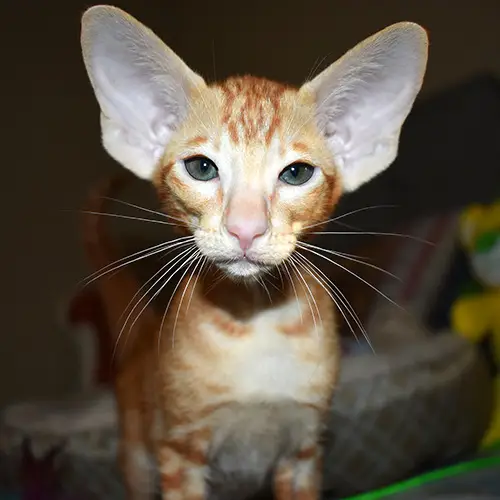 Oriental Shorthair kitten with large ears for sale