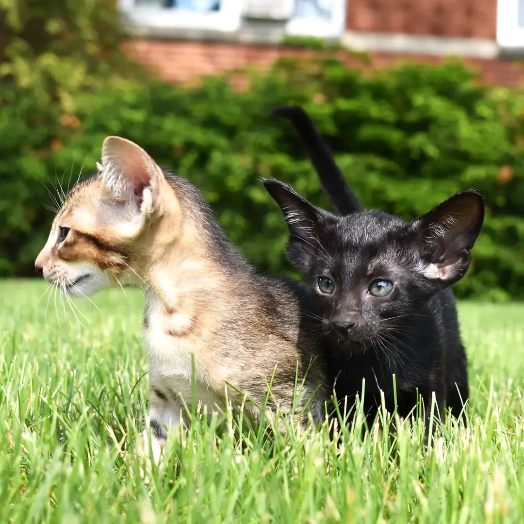 Oriental shorthair kittens playing outside in the grass