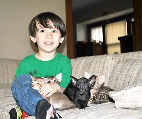 A child playing with a playful Oriental Shorthair and Siamese kittens adopted from Cataristocrat Cattery.