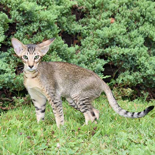 Show-quality pure breed Oriental Shorthair kitten for adoption
