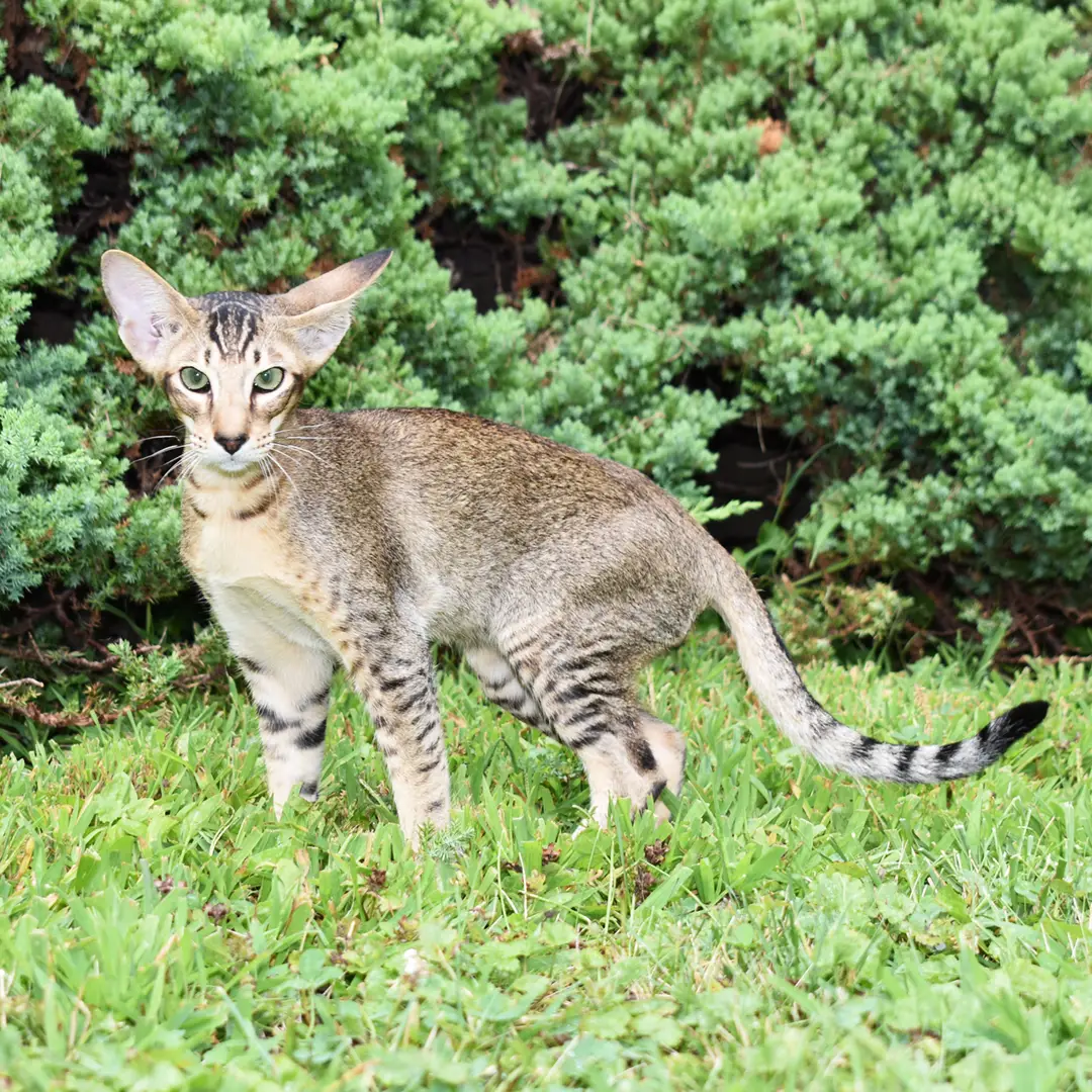 Show-quality purebred Oriental Shorthair kitten for adoption