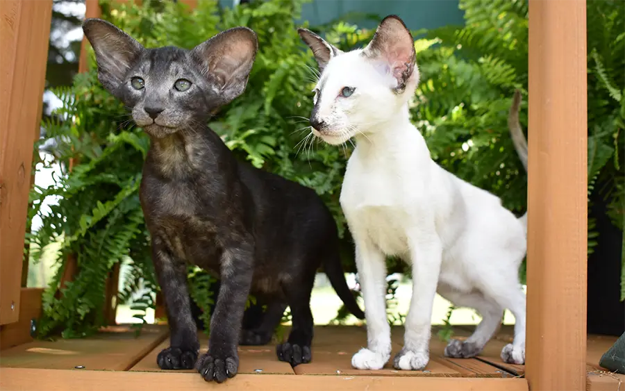 Modern Oriental and Siamese kittens are playing outside.