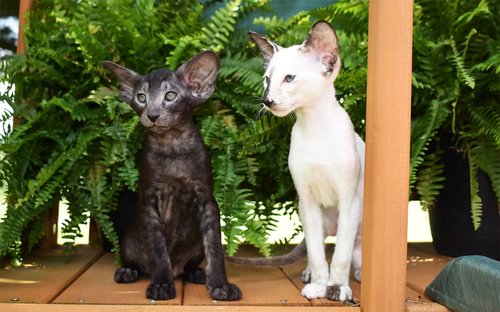 Siamese and Oriental Shorthair kittens are at park