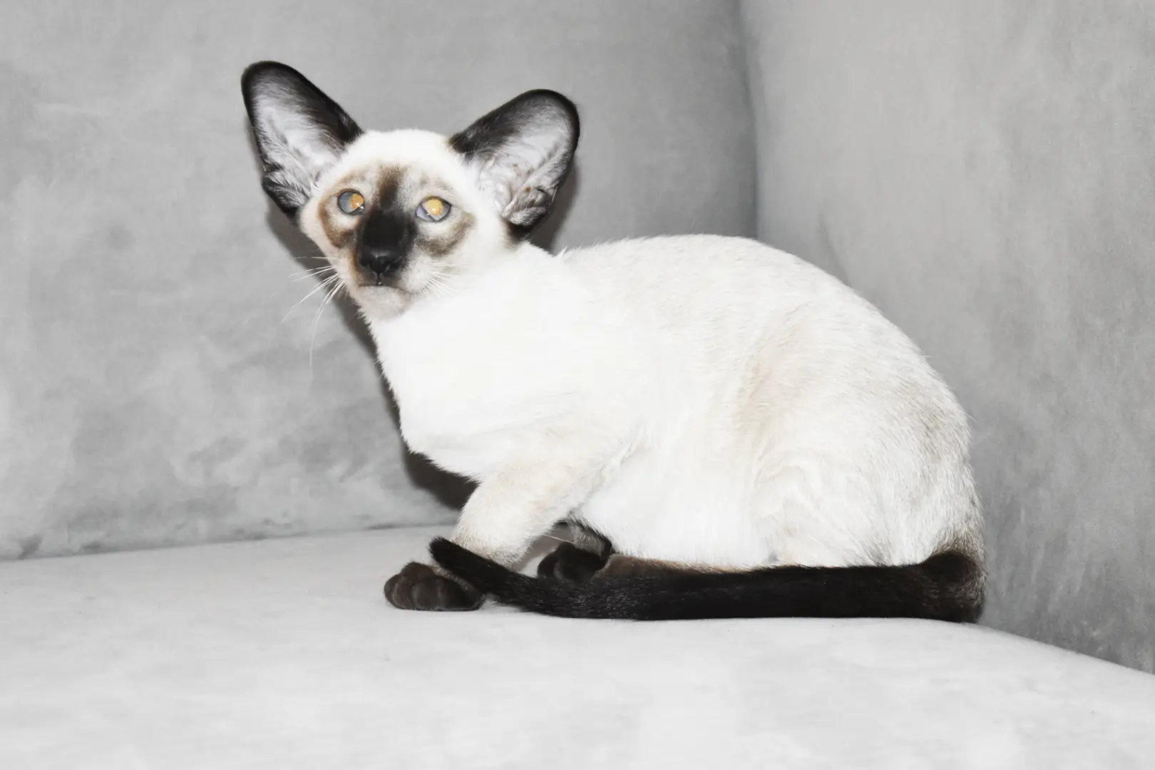 Caspian Seal Point Siamese kitten