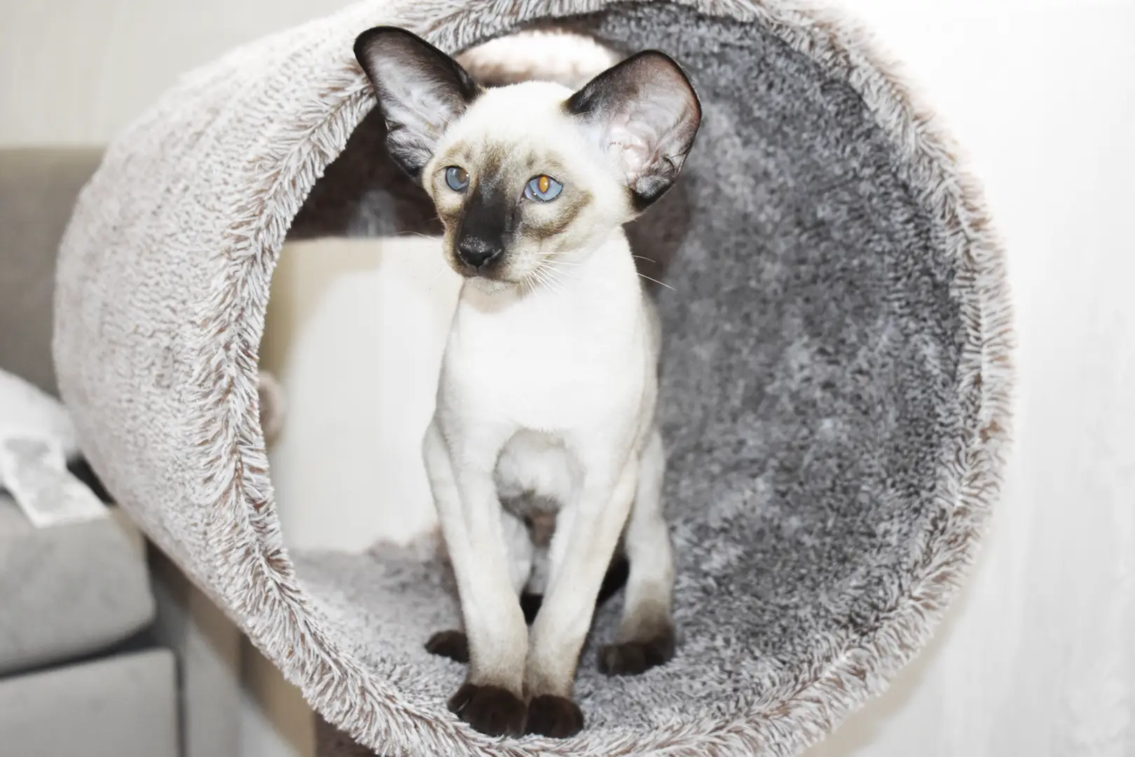 Caspian Seal Point Siamese kitten