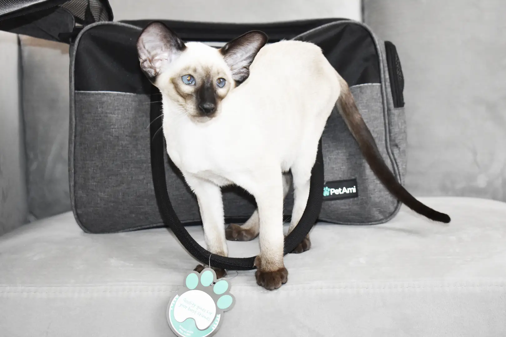 Caspian Seal Point Siamese kitten