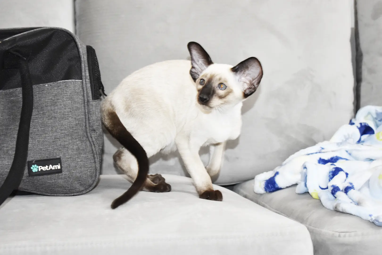 Caspian Seal Point Siamese kitten