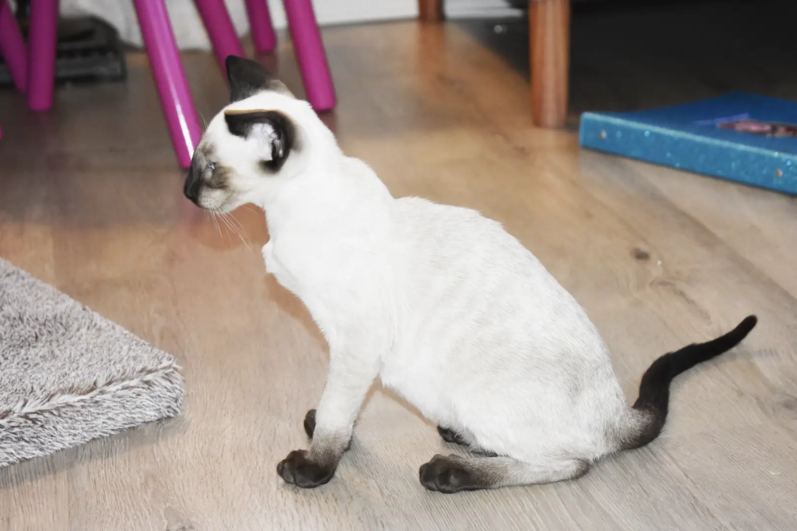 Caspian Seal Point Siamese kitten