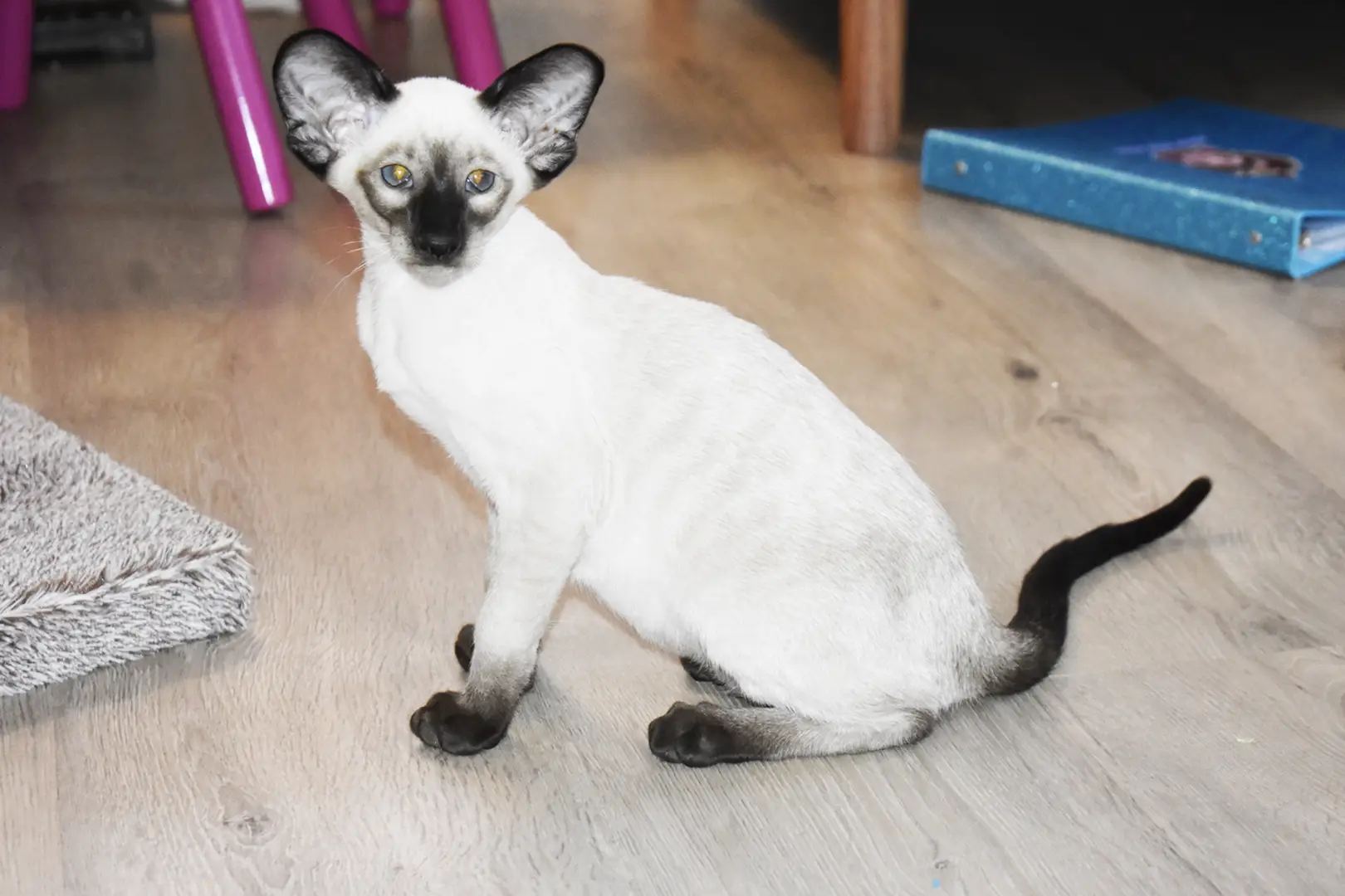 Caspian Seal Point Siamese kitten