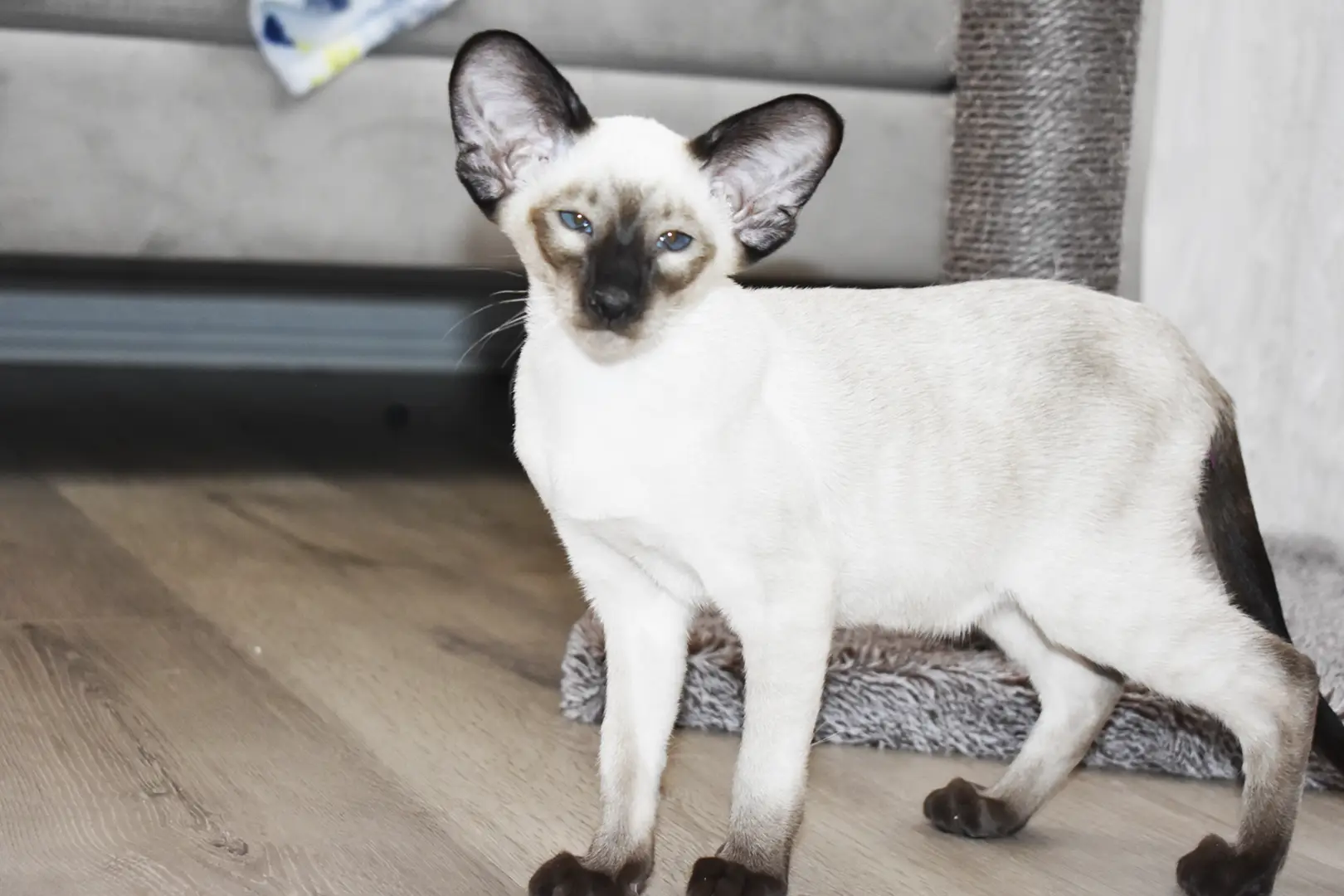 Caspian Seal Point Siamese kitten