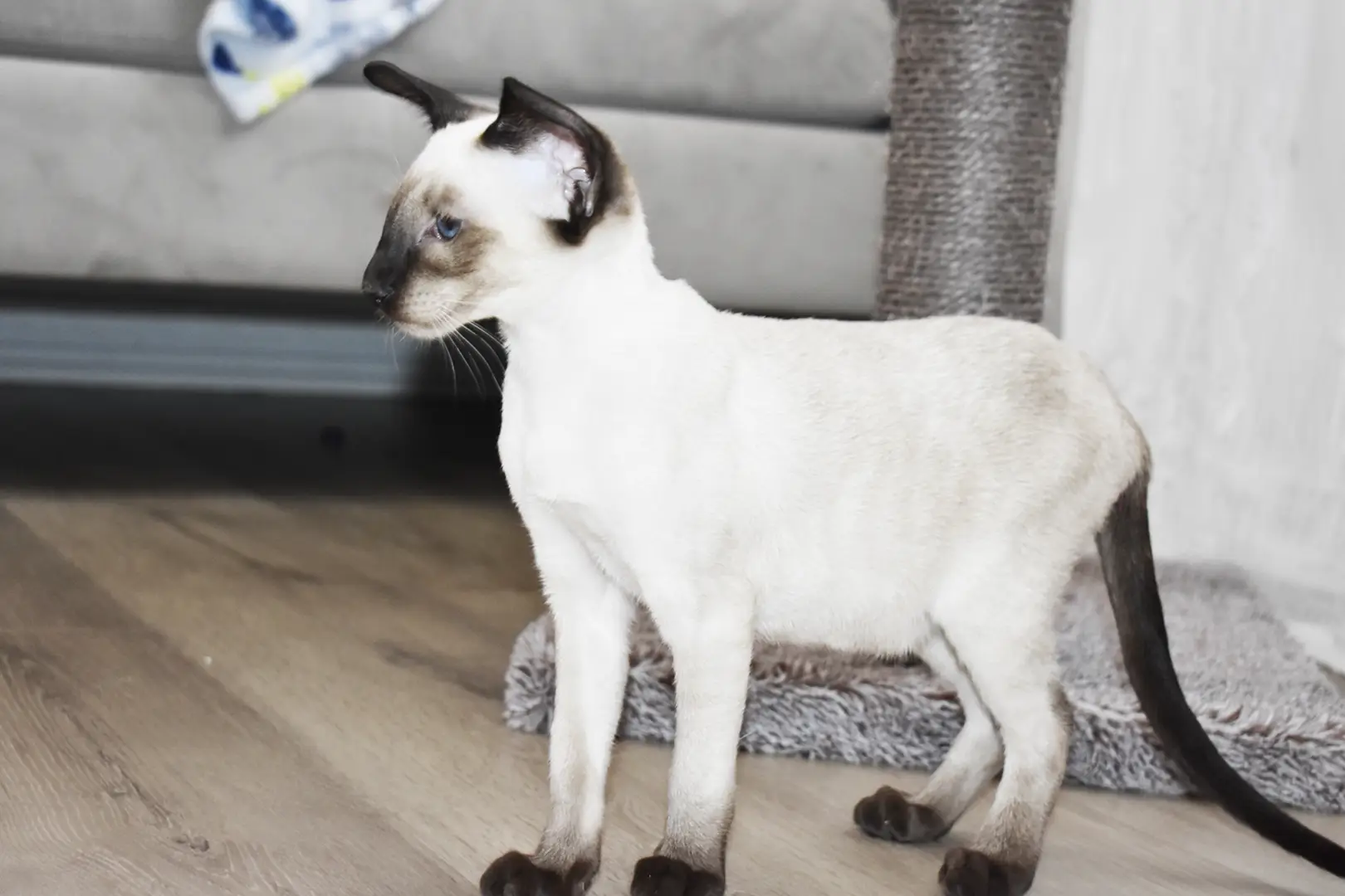 Caspian Seal Point Siamese kitten