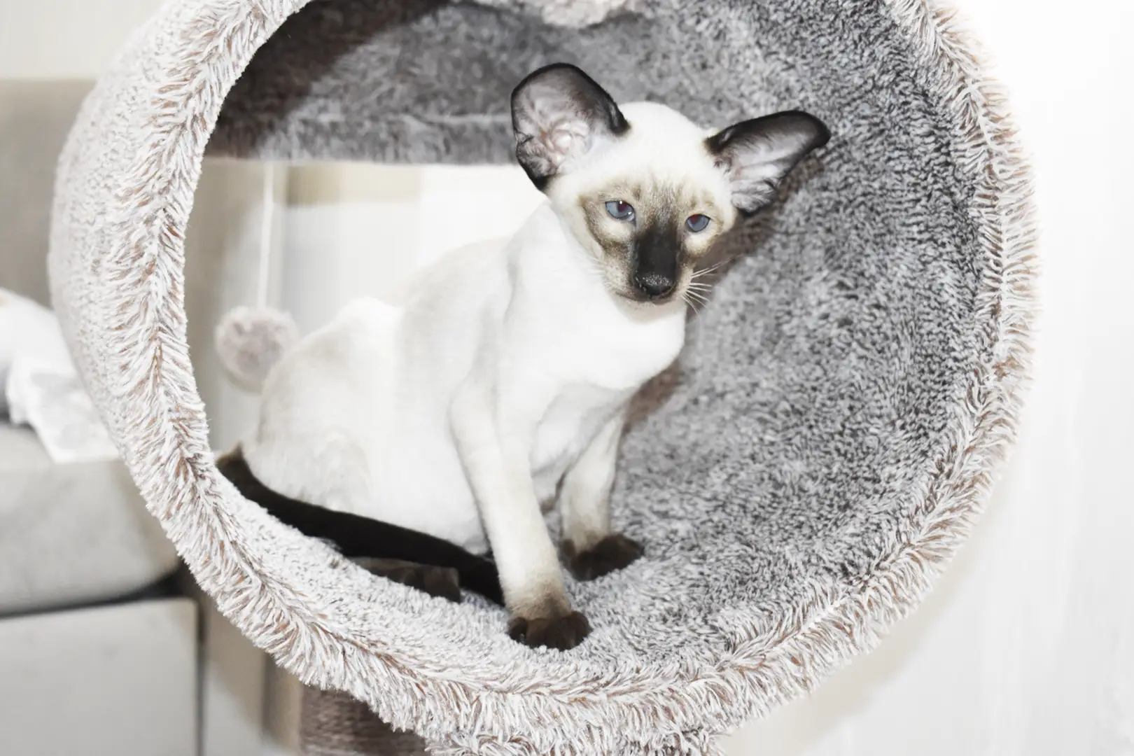 Caspian Seal Point Siamese kitten