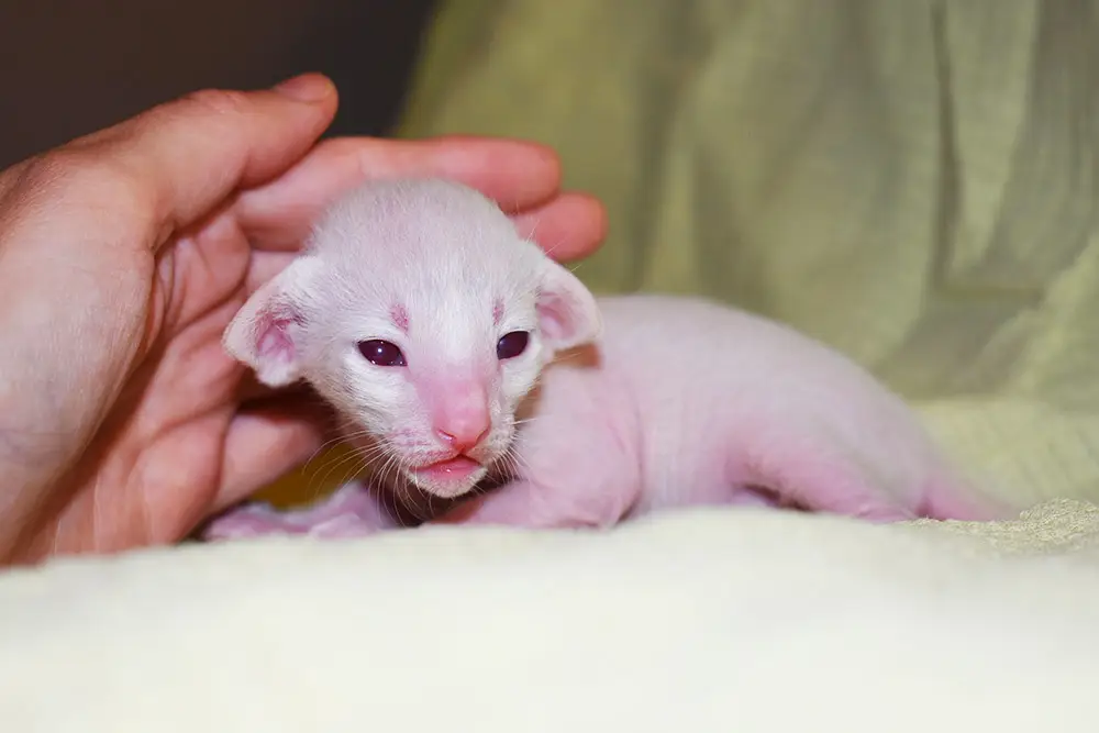 10-day-old red point Siamese kitten from Cataristocrat Cattery