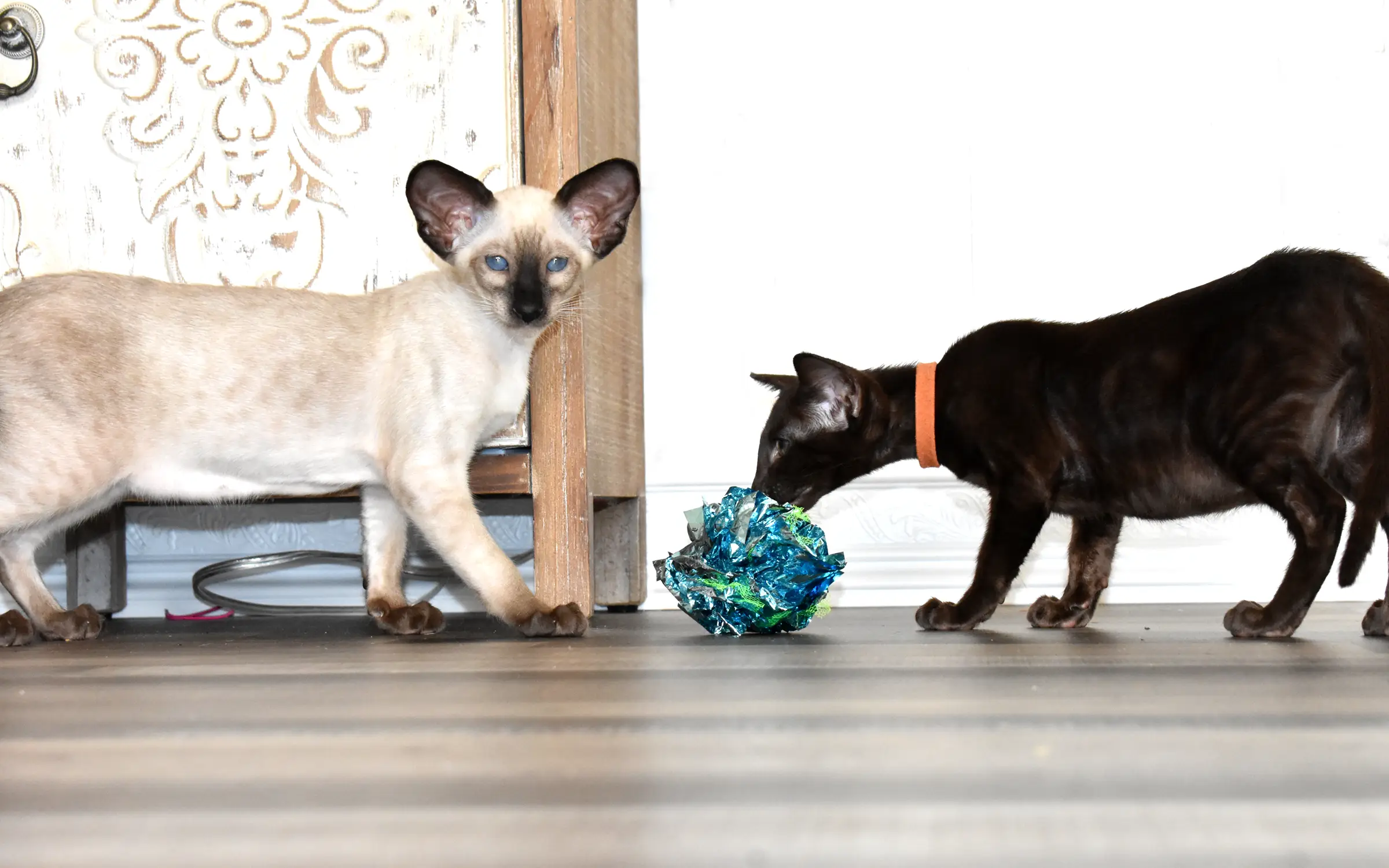Black Oriental Shorthair and Siamese kitten in a room of Cataristocrat Cattery