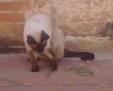 Siamese cat is hunting a snake