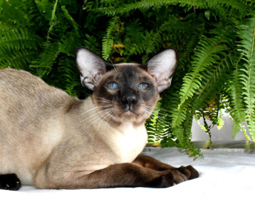 Adult male Siamese cat is sitting on a table