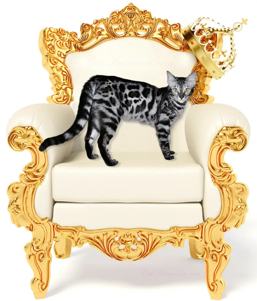 Silver Bengal cat on the throne