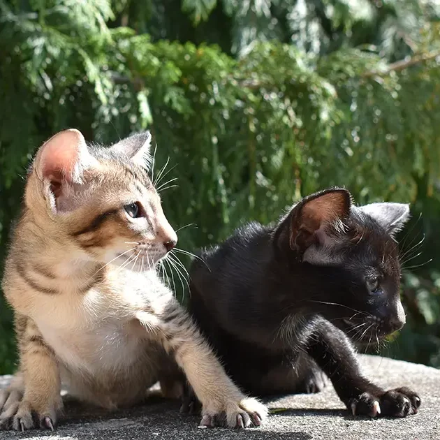 Two oriental shorthair kittens from Cataristocrat Cattery are walking outside