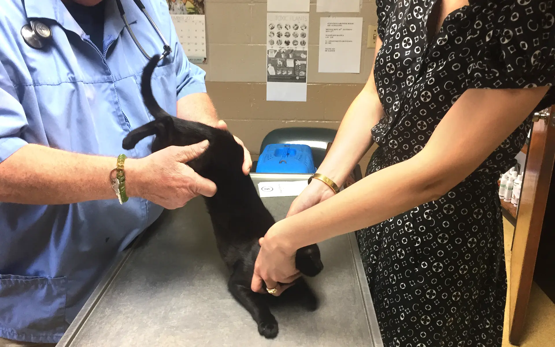 A veterinarian doctor is conducting a wellness exam for a kitten