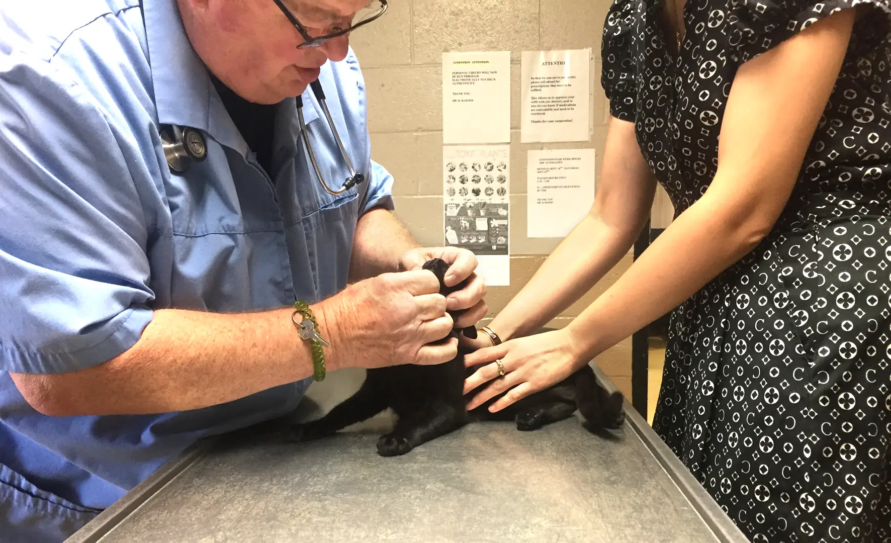 veterinarian doctor is conducting a wellness exam for a kitten