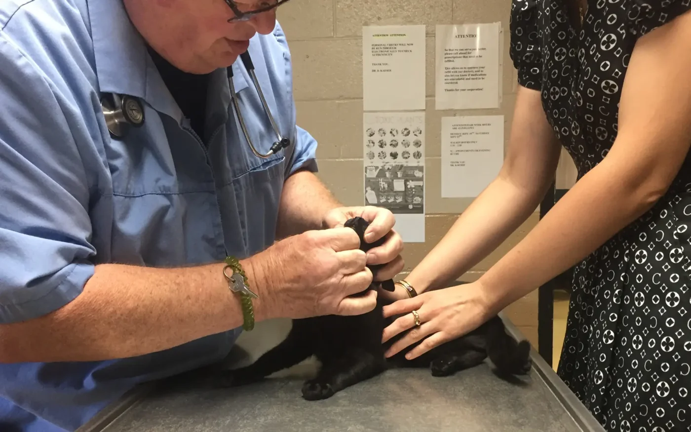 A veterinarian examines the mouth and teeth of a kitten during an annual check-up in a clinic office, accompanied by the kitten's owner, a breeder of Oriental cats.