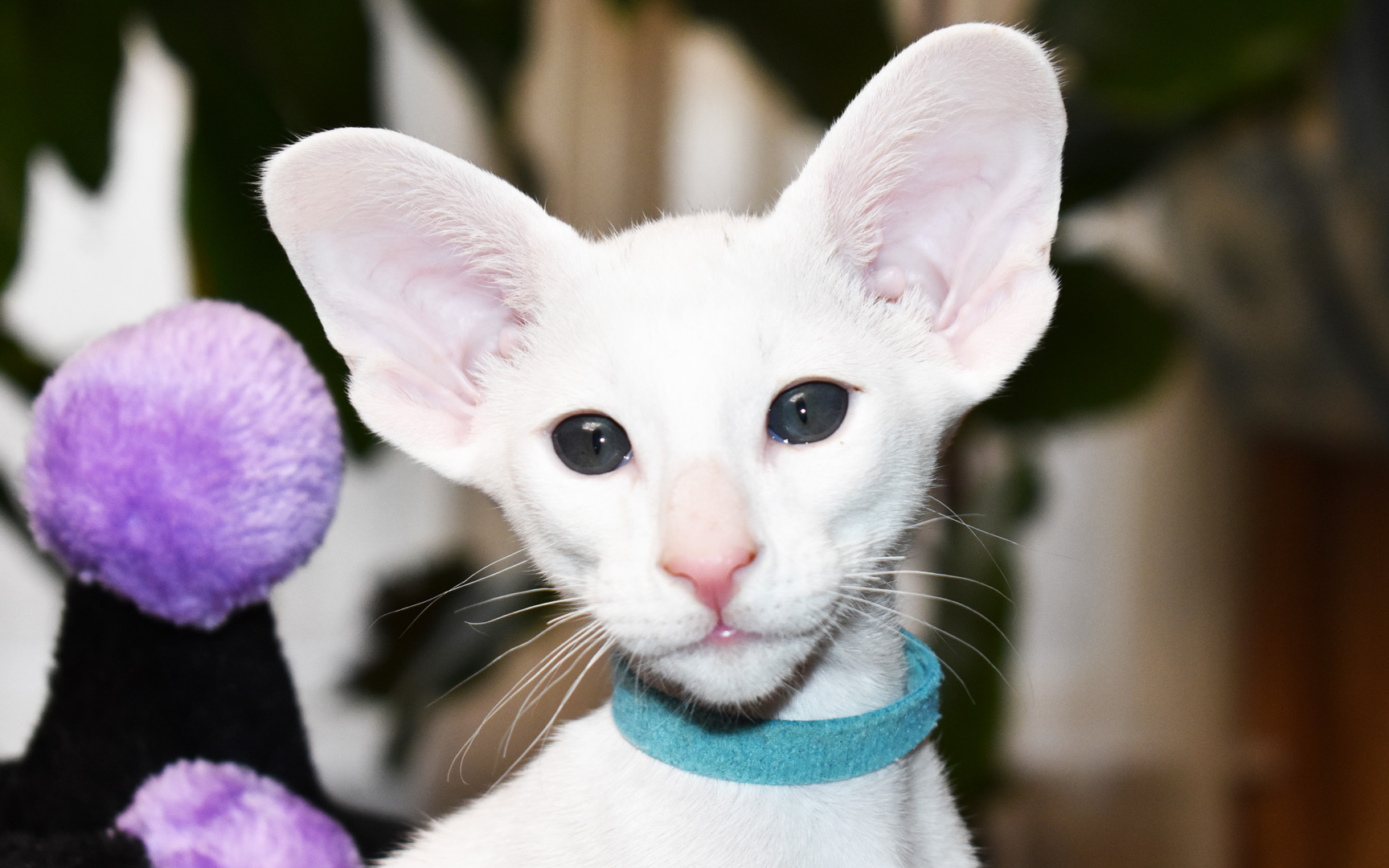 White Oriental Shorthair kitten - adoption ready