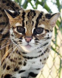 Wild leopard cat